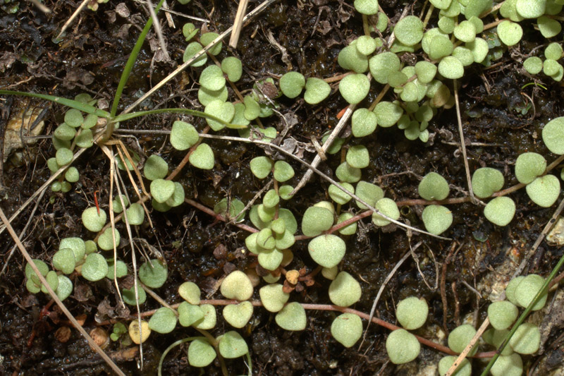 Lysimachia tenella / Centocchio palustre